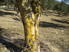 kranker Olivenbaum durch Unkrautvernichtungsmittel